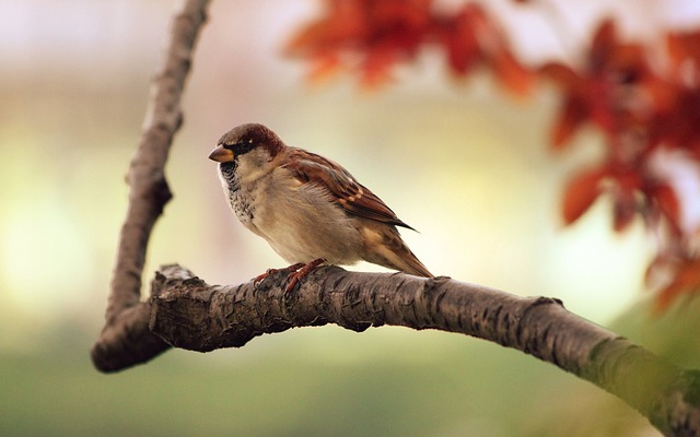 Fuglefodring i vintermånederne: Hvad skal du vide?