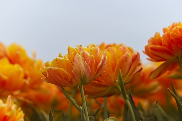 Tulipanløg - Hvordan man vælger de bedste til sin have